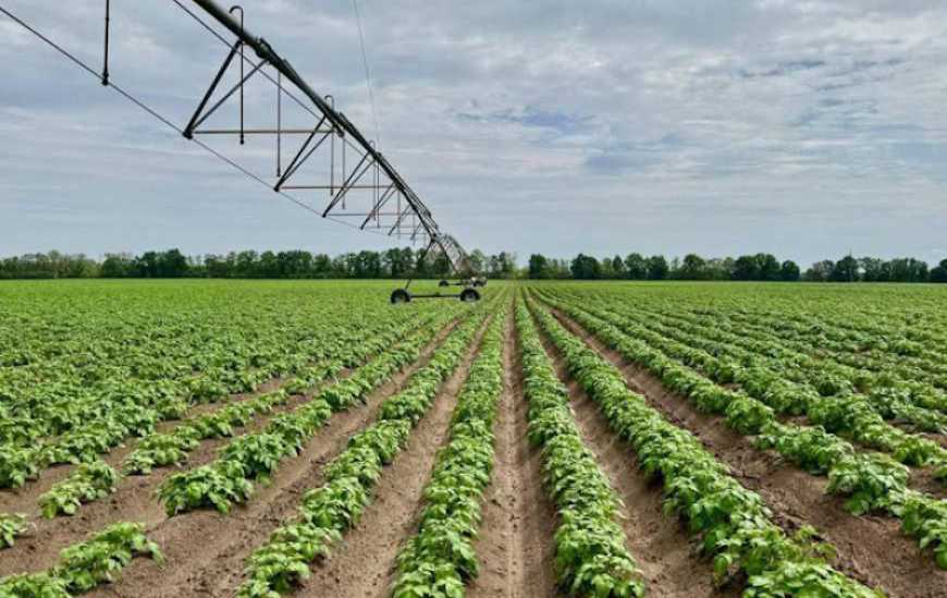 Ви зараз переглядаєте Осушувальні канали на Житомирщині переобладнали під зрошення картоплі