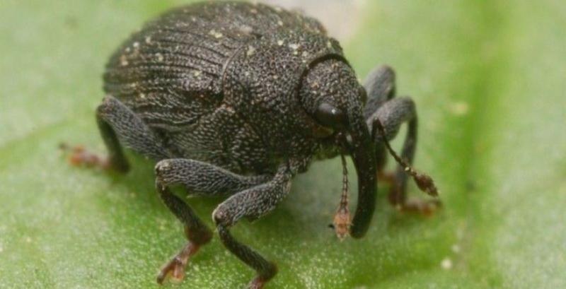 Ріпаковий прихованохоботник