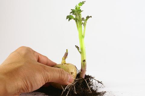 Ви зараз переглядаєте Фіджі підтримує фермерів розподілом саджанців та насіння