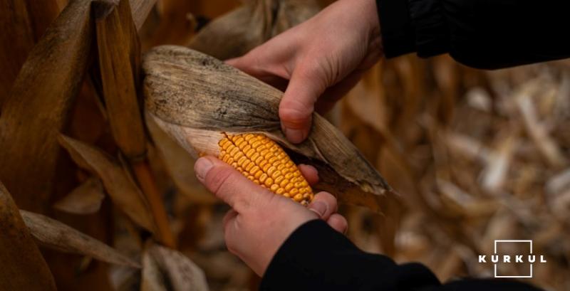 Гібриди кукурудзи зі стабільною врожайністю в посушливих умовах — рішення від Limagrain