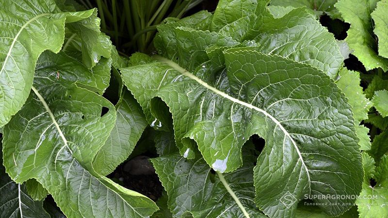 Ви зараз переглядаєте Господарство на Рівненщині заклало промислову плантацію хрону