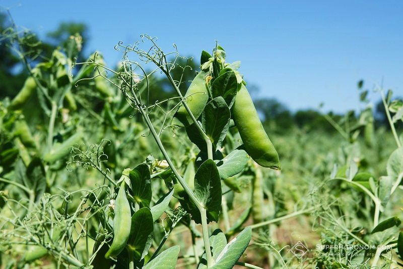 Ви зараз переглядаєте Грант на вирощування зимуючого гороху виграло господарство з Миколаївщини