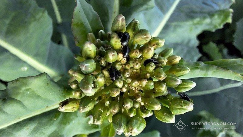 Ви зараз переглядаєте Як спланувати інсектицидний захист ріпаку з урахуванням безпеки бджіл розповів експерт