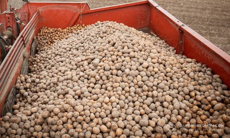 Ви зараз переглядаєте Якщо сертифікацію за правилами ЄС зробити обов’язковою, то більшість картоплі в Україні буде визнана некондиційною — експертка