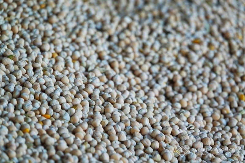 Ви зараз переглядаєте Китай відкрив ринок для українського гороху