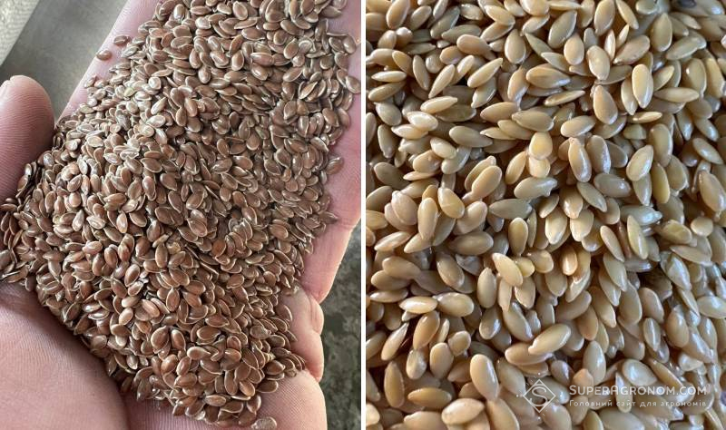 Ліворуч &mdash; насіння льону олійного, праворуч &mdash; льону золотистого