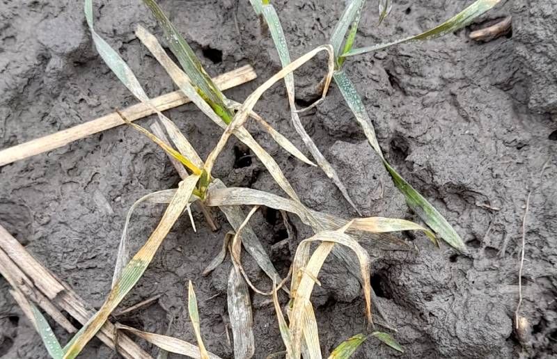 Ви зараз переглядаєте На Львівщині озимі зернові виходять із зими у виснаженому стані, особливо за пізніх строків сівби