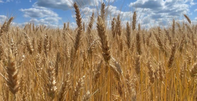 На ринку почали формуватись ціни на пшеницю врожаю 2026 На ринку почали формуватись ціни на пшеницю врожаю 2026