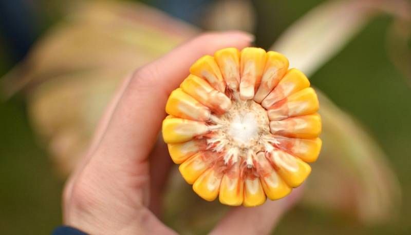 Ви зараз переглядаєте Названо пластичні гібриди кукурудзи, які зберігають стабільність урожаю за різних агрофонів та інтенсивності технологій