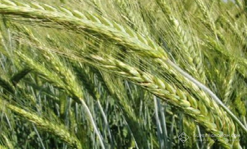 Ви зараз переглядаєте Озиме тритикале зменшує ерозію ґрунту, покращує водоутримання та збільшує вміст органіки