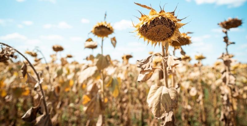 Переробники почали знижувати ціни на соняшник