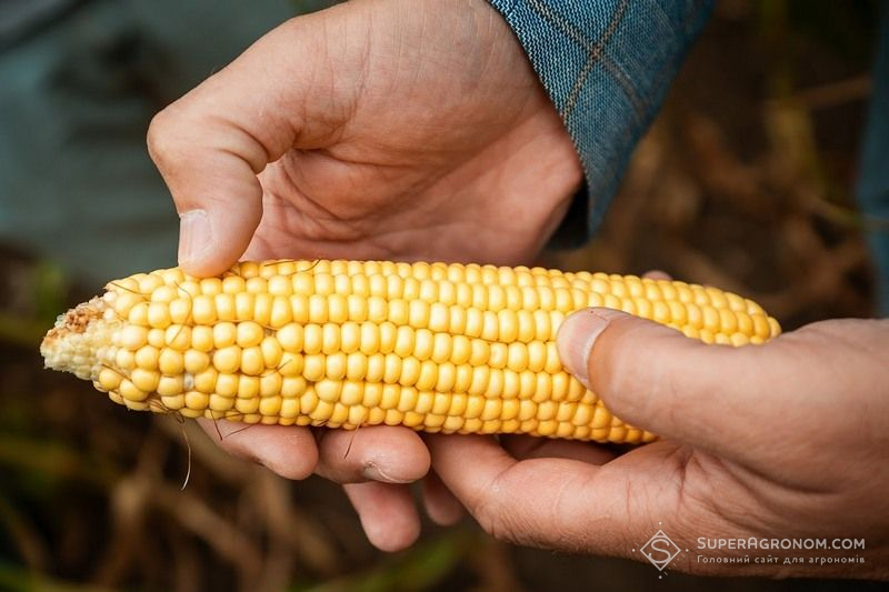 Ви зараз переглядаєте Під кукурудзу на Полтавщині відведуть більше третини посівної площі під ярі культури в сезоні-2026