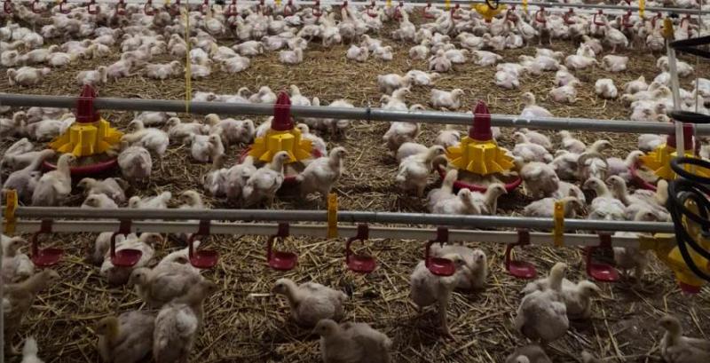 Підприємство зі Львівщини відкрило новий сучасний пташник