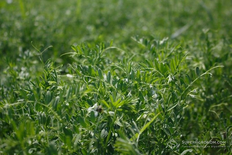 Ви зараз переглядаєте Підсівні культури підвищують продуктивність поля і зменшують втрати азоту в ґрунті