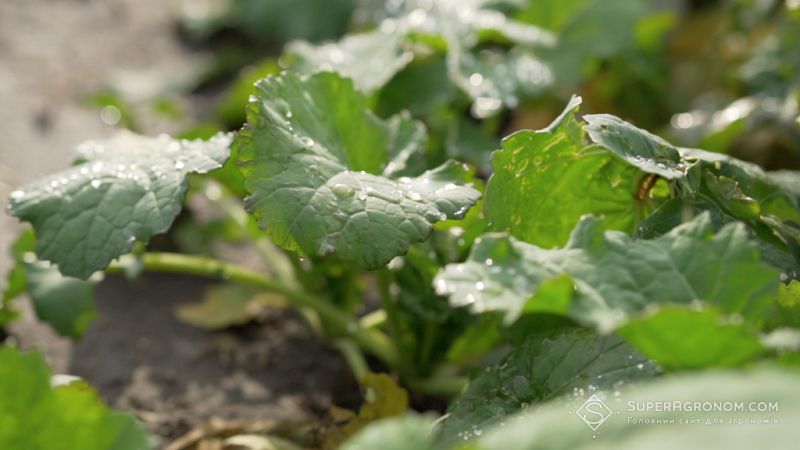 Ви зараз переглядаєте Посіви озимих ріпаку та ячменю в окремих господарствах Дніпропетровщини загинули