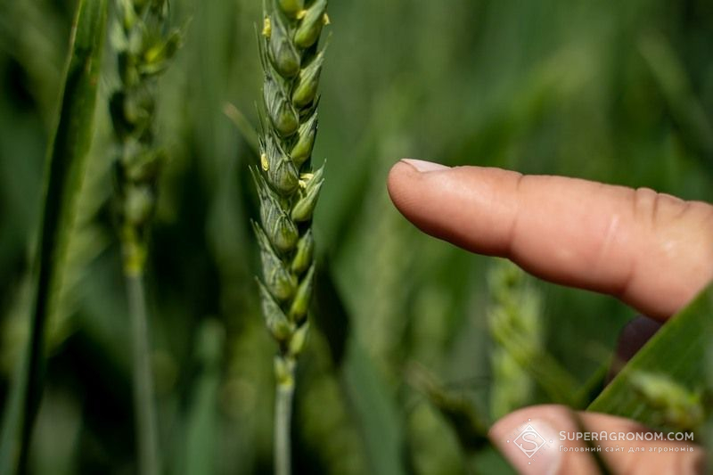 Ви зараз переглядаєте Прорив у селекції пшениці зробили австралійські дослідники, відкривши ген потрійної зав’язі