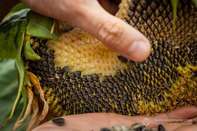 Ви зараз переглядаєте Рекордний валовий збір соняшника можна очікувати вже в 2026/27 МР