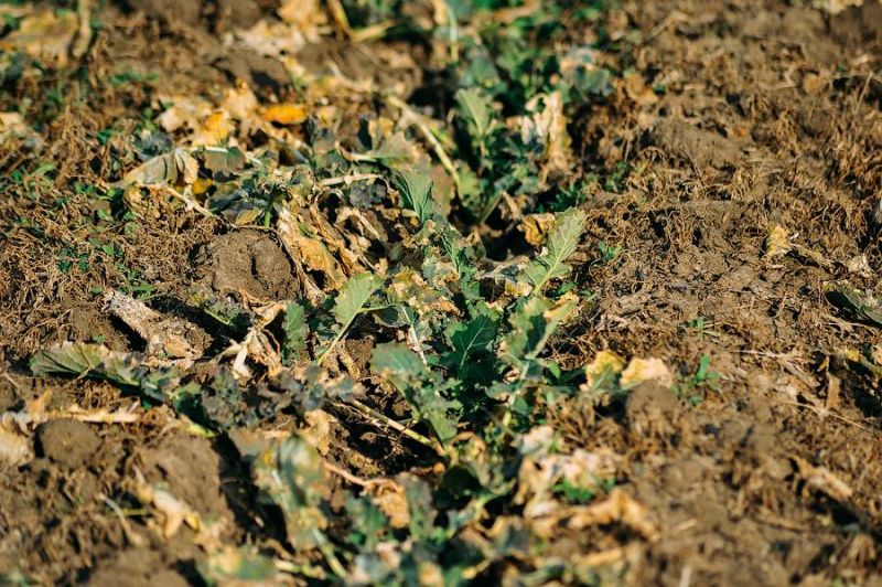 Ви зараз переглядаєте Ріпак на Одещині відновлює вегетацію, починається моніторинг прихованохоботника