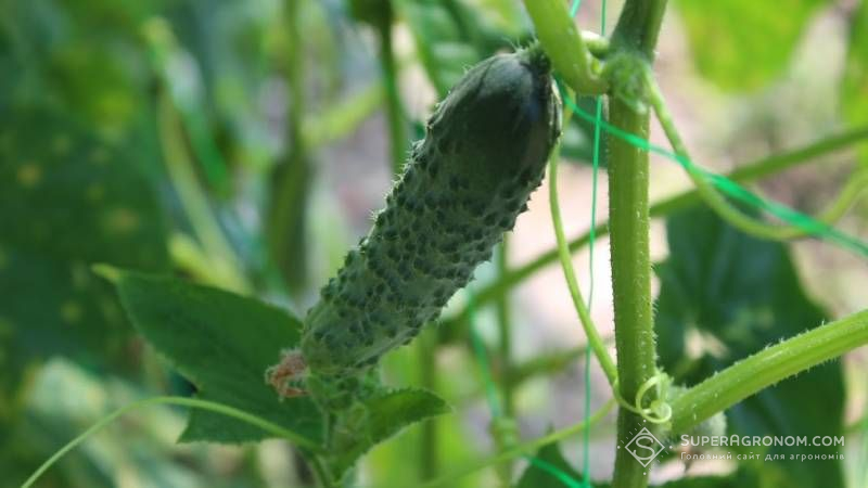 Ви зараз переглядаєте Собівартість вирощування тепличних овочів зросла у 1,5 разу — через блекаути та аномальні морози