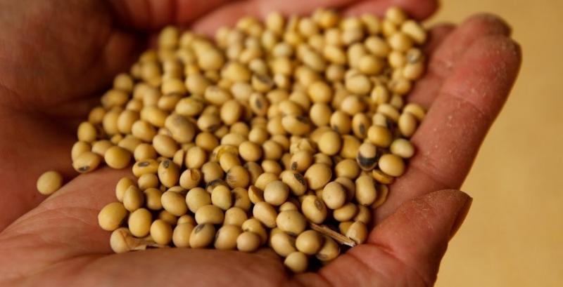 Соя дорожчає швидше за кукурудзу — фермери відкладають продажі в очікуванні подальшого зростання