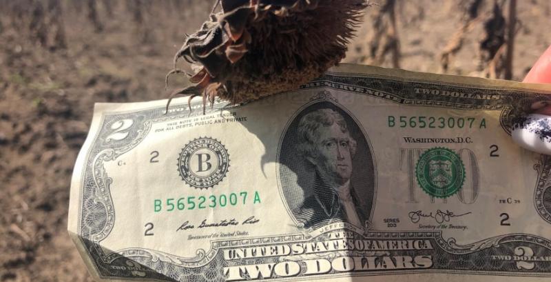 Соняшник подорожчав до $709/т