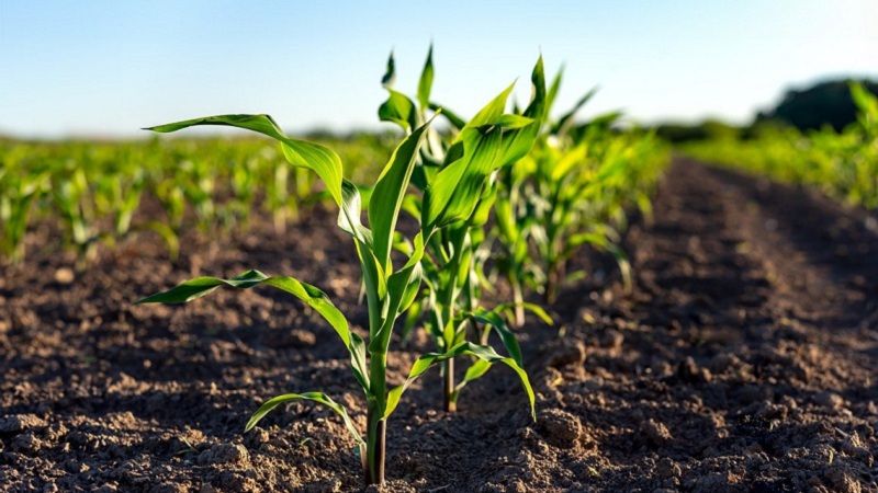 Ви зараз переглядаєте Страховий захист кукурудзи: про важливі аспекти розповів фахівець