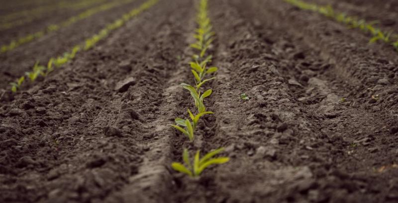 Стратегія гербіцидного захисту кукурудзи на старті — поради експертів