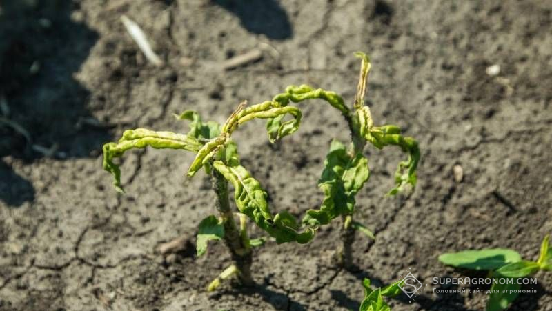 Ви зараз переглядаєте Точне внесення гербіцидів і штучний інтелект — які агрономічні підходи підвищують ефективність обробок