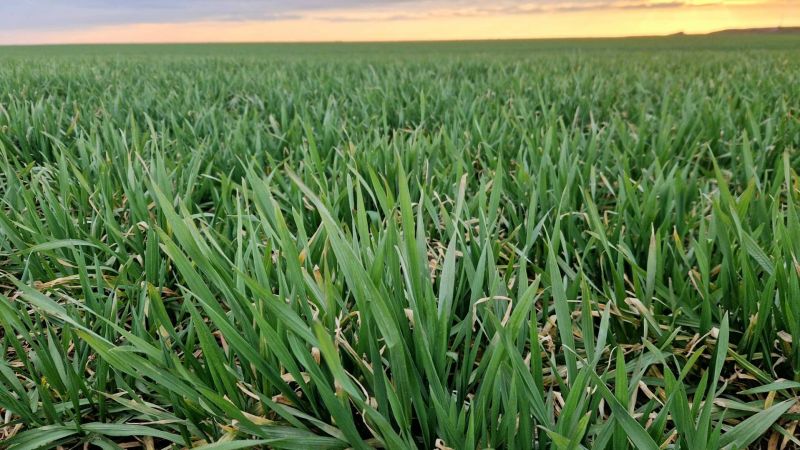 Ви зараз переглядаєте Тверда озима пшениця на Одещині відновила вегетацію: який стан посівів