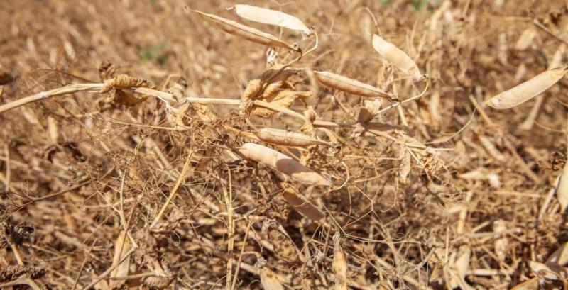 Україна отримала дозвіл на експорт гороху до Китаю