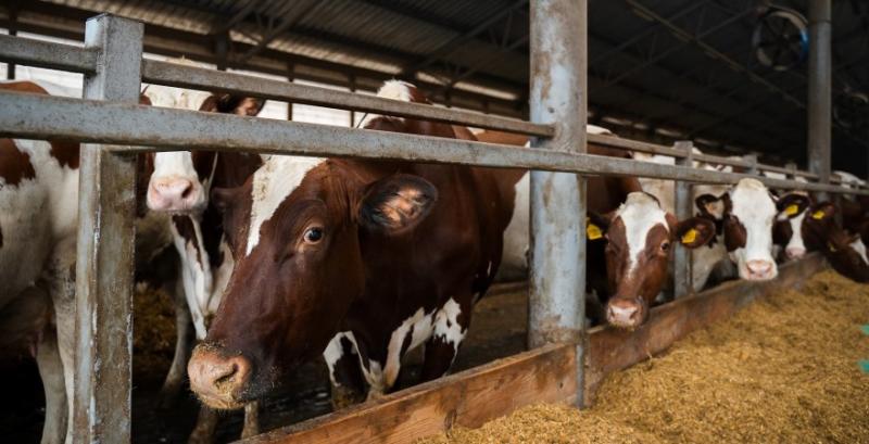 Україна перейшла на європейські стандарти ветеринарної медицини Україна перейшла на європейські стандарти ветеринарної медицини