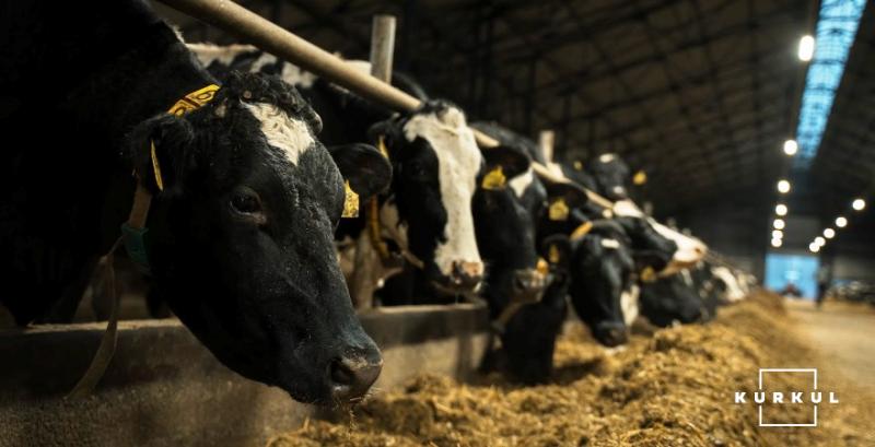 Українські молочні ферми тестують ШІ-діагностику здоров’я корів