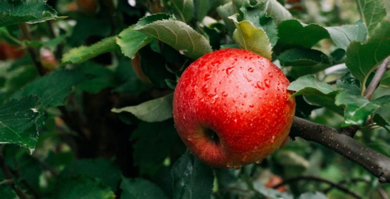 Українські виробники можуть експортувати яблука до Індії