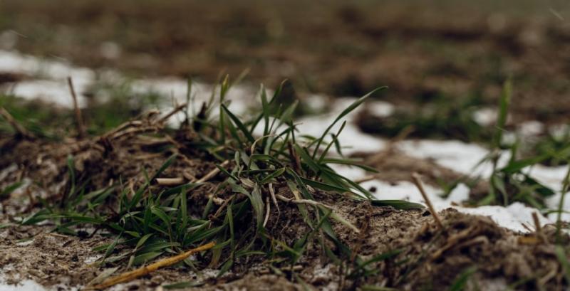 В частині регіонів озимі культури потребуватимуть пересіву — Висоцький