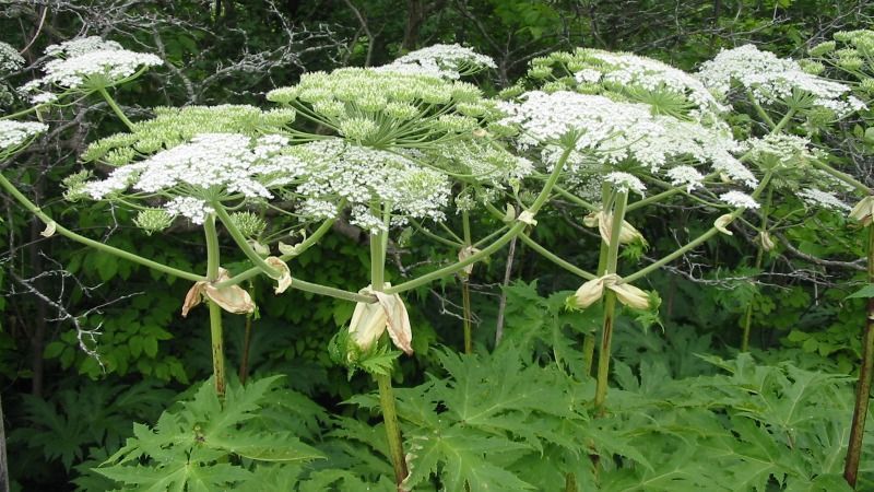 Ви зараз переглядаєте В росії створюють список «рослин-іноагентів», яких фермери будуть зобов’язані знищувати
