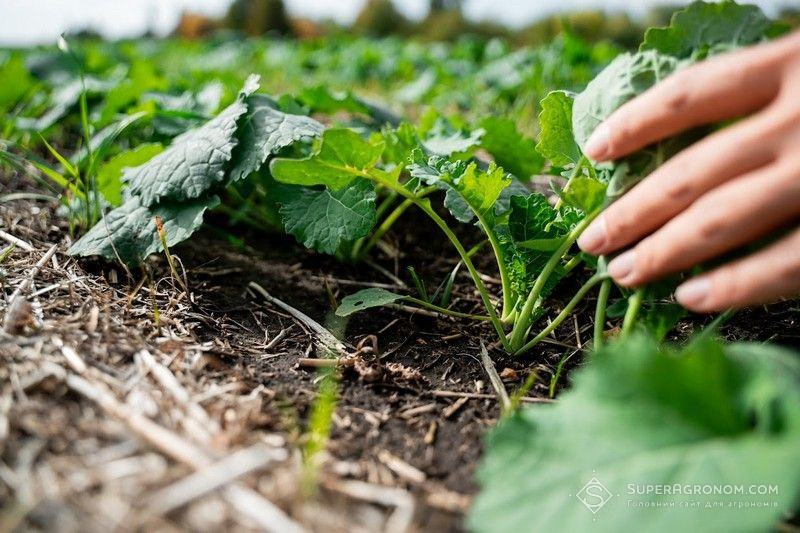 Ви зараз переглядаєте Виробництво ріпаку в Україні під загрозою скорочення після гармонізації законодавства до норм ЄС
