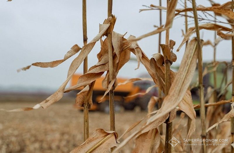 Ви зараз переглядаєте Витрати на виробництво кукурудзи в Україні ризикують зрости через війну на Близькому Сході