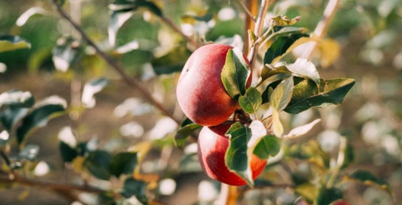 Яблука Яблука