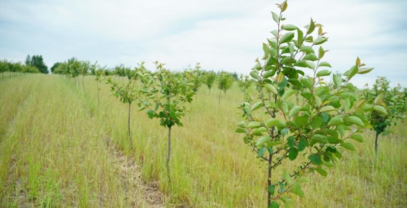 Вишневий сад