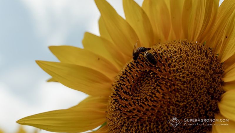 Ви зараз переглядаєте ЄС закликають заборонити флупірадіфурон як небезпечний для бджіл