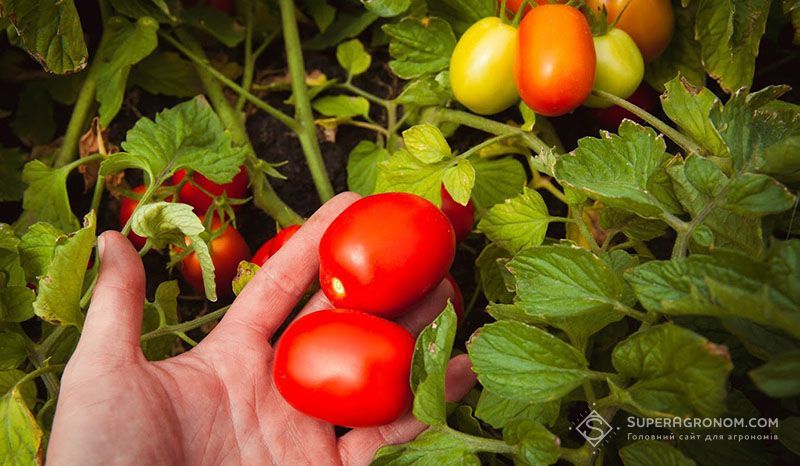 Ви зараз переглядаєте Єврокомісія переглянула ліміти залишків для димоксистробіну, пропамокарбу та етефону