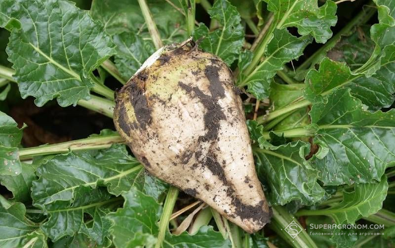 Ви зараз переглядаєте Євросоюз видав дозвіл на ГМ цукровий буряк поновив дозвіл на ГМ-кукурудзу