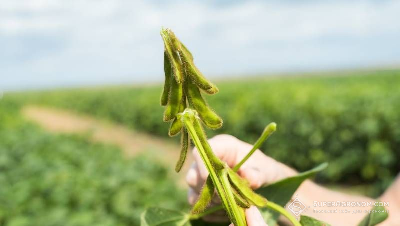 Ви зараз переглядаєте Закон про ГМО остаточно вступає в дію в серпні, що потрібно знати — розповіли в Дунайській Сої