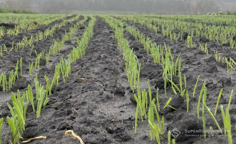 Ви зараз переглядаєте Запаси ґрунтової вологи на Вінниччині сприятимуть активізації розвитку ще не розкущених озимих