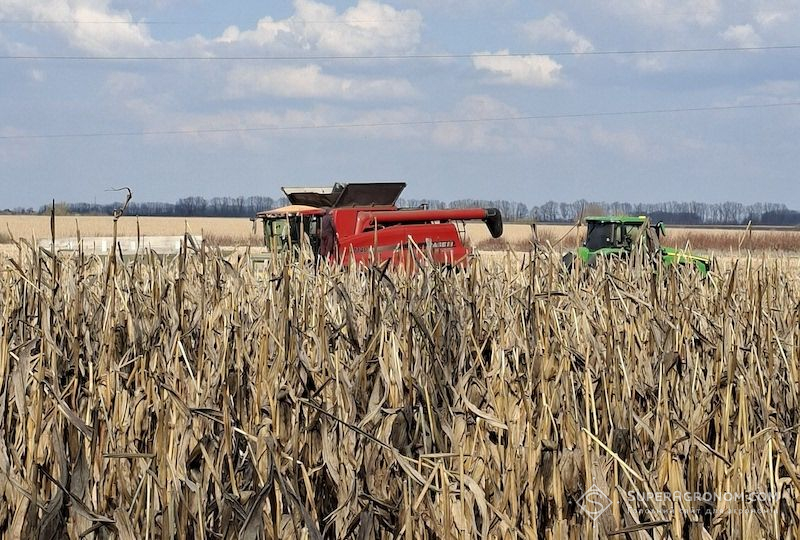 Ви зараз переглядаєте Збирання кукурудзи наприкінці березня: вилягання і фузаріоз не вплинули на врожайність