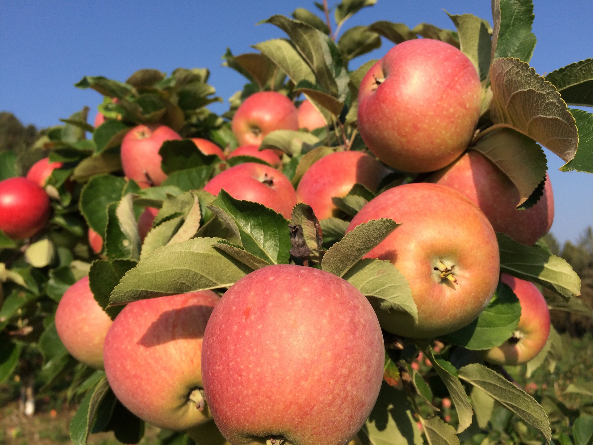 Ви зараз переглядаєте Земельний банк виставив на аукціони 21 ділянку під сади в шести областях