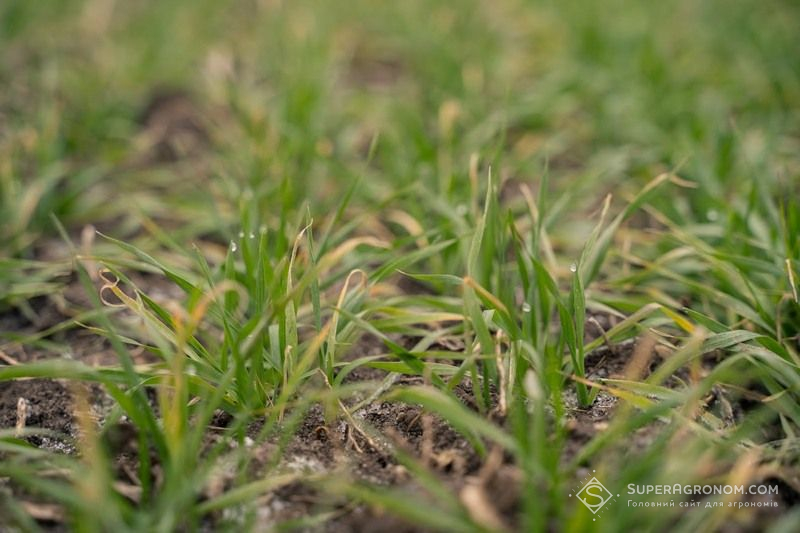 Ви зараз переглядаєте Злакові мухи активізувалися у посівах озимих зернових в південних і центральних областях