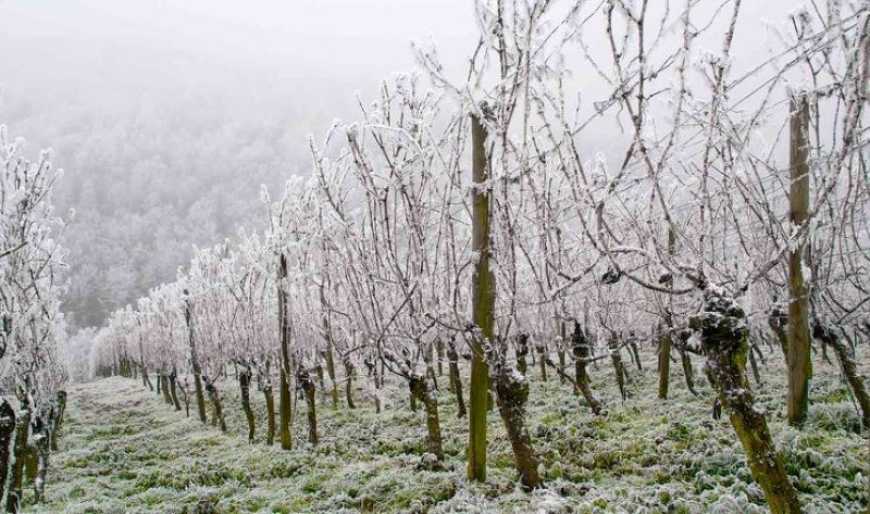 Ви зараз переглядаєте На Закарпатті рятують сади та ягідники від нічних заморозків
