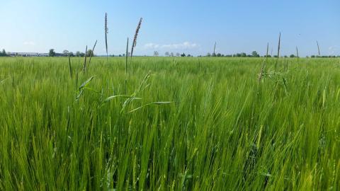 Ви зараз переглядаєте Новий гербіцид Bixlozone отримав затвердження в ЄС