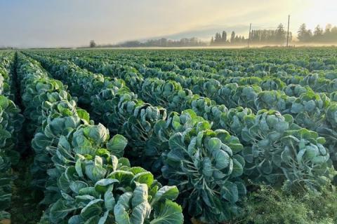 Ви зараз переглядаєте У штаті Вашингтон стартувала посадка брюссельської капусти під осінній урожай